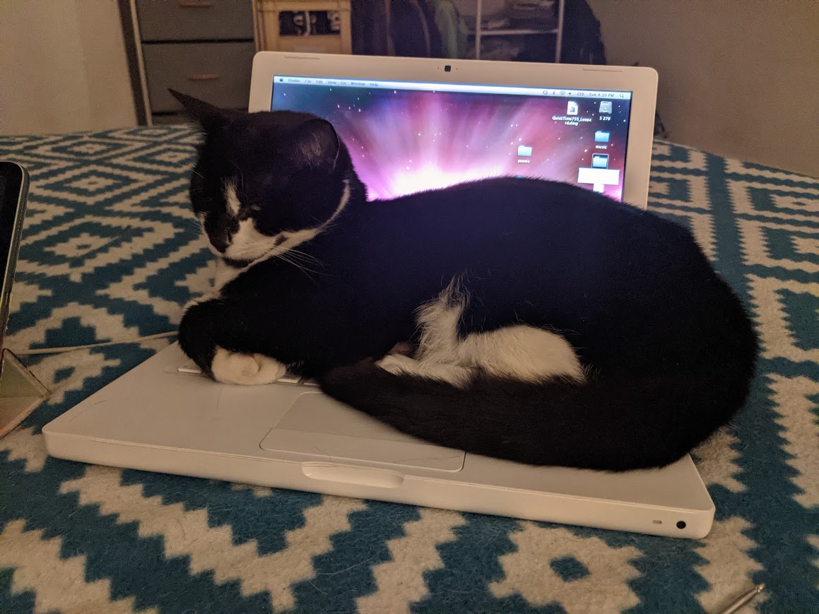 black and white cat sitting on white macbook laptop